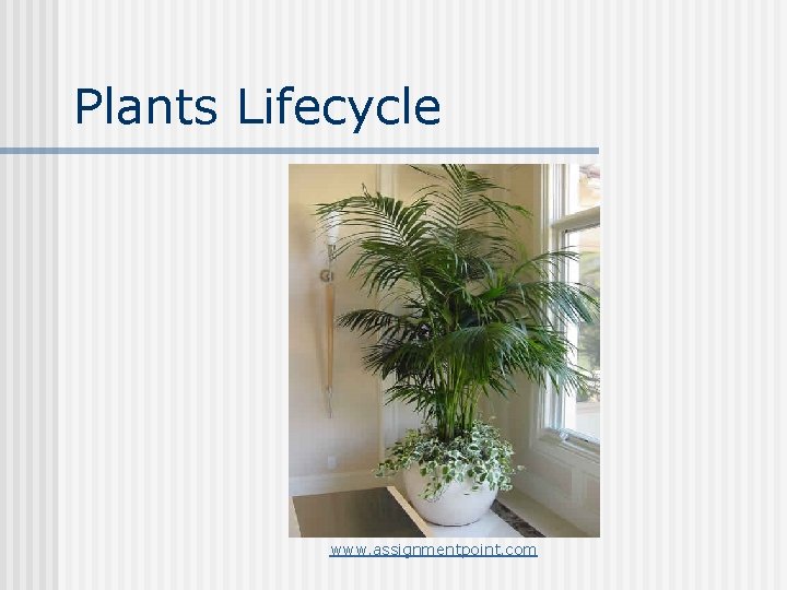 Plants Lifecycle www. assignmentpoint. com 