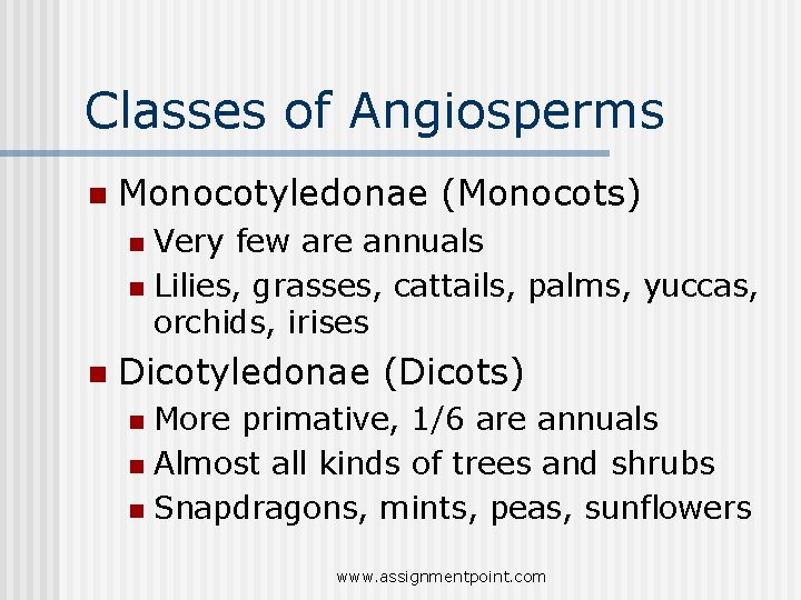 Classes of Angiosperms n Monocotyledonae (Monocots) Very few are annuals n Lilies, grasses, cattails,