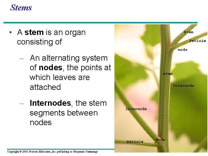 Stems • A stem is an organ consisting of – An alternating system of