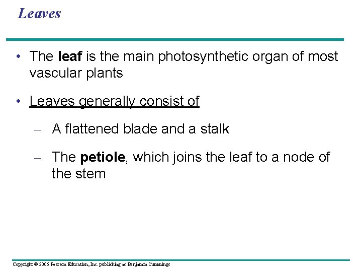 Leaves • The leaf is the main photosynthetic organ of most vascular plants •