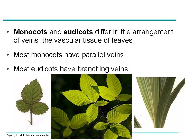  • Monocots and eudicots differ in the arrangement of veins, the vascular tissue