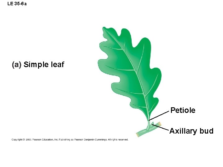 LE 35 -6 a Simple leaf Petiole Axillary bud 