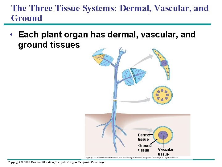 The Three Tissue Systems: Dermal, Vascular, and Ground • Each plant organ has dermal,