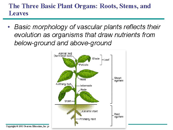 The Three Basic Plant Organs: Roots, Stems, and Leaves • Basic morphology of vascular