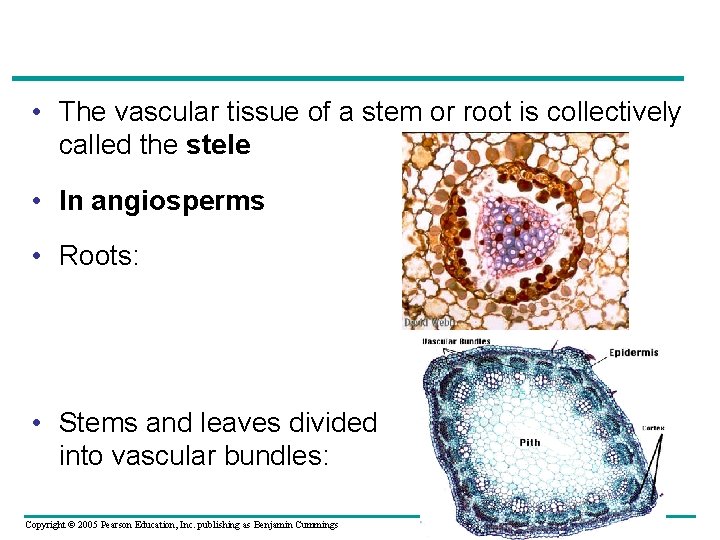  • The vascular tissue of a stem or root is collectively called the