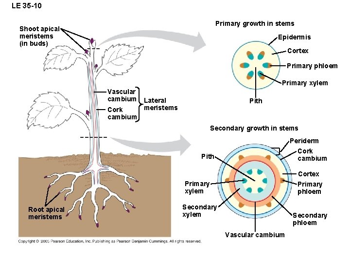 LE 35 -10 Primary growth in stems Shoot apical meristems (in buds) Epidermis Cortex