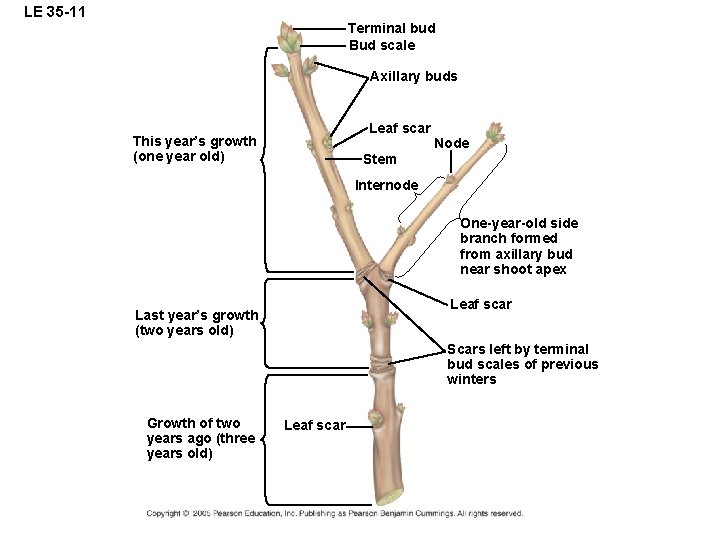 LE 35 -11 Terminal bud Bud scale Axillary buds Leaf scar This year’s growth