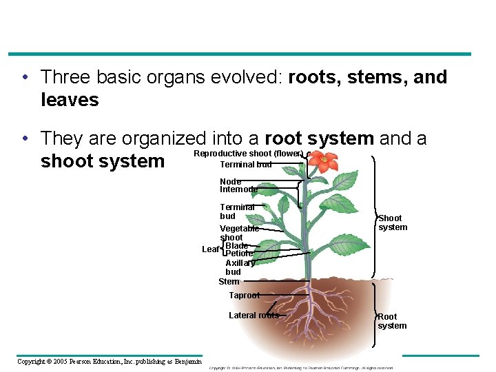  • Three basic organs evolved: roots, stems, and leaves • They are organized