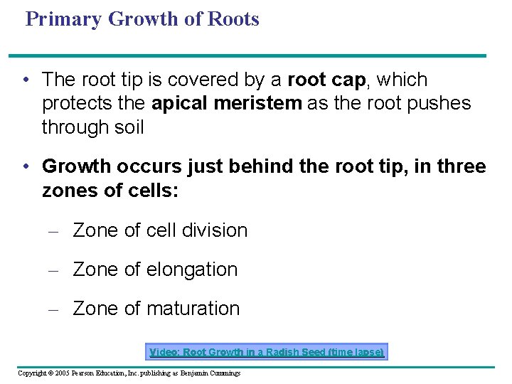 Primary Growth of Roots • The root tip is covered by a root cap,