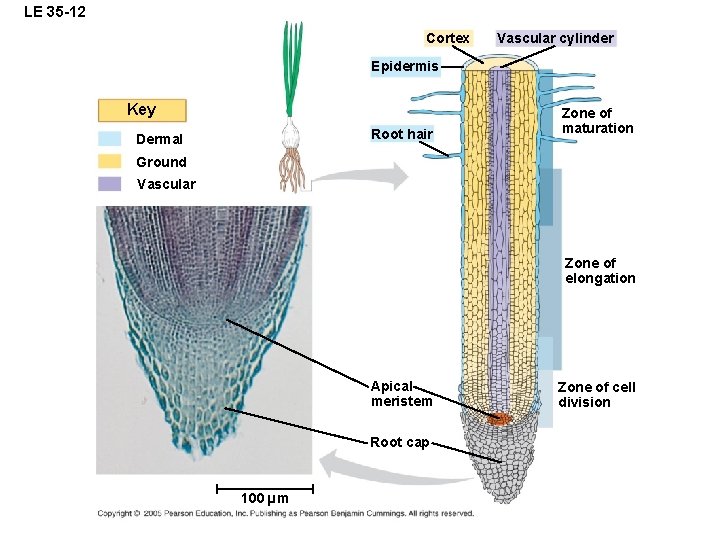 LE 35 -12 Cortex Vascular cylinder Epidermis Key Root hair Dermal Zone of maturation