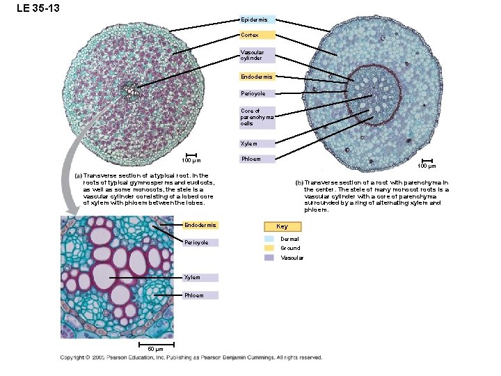 LE 35 -13 Epidermis Cortex Vascular cylinder Endodermis Pericycle Core of parenchyma cells Xylem