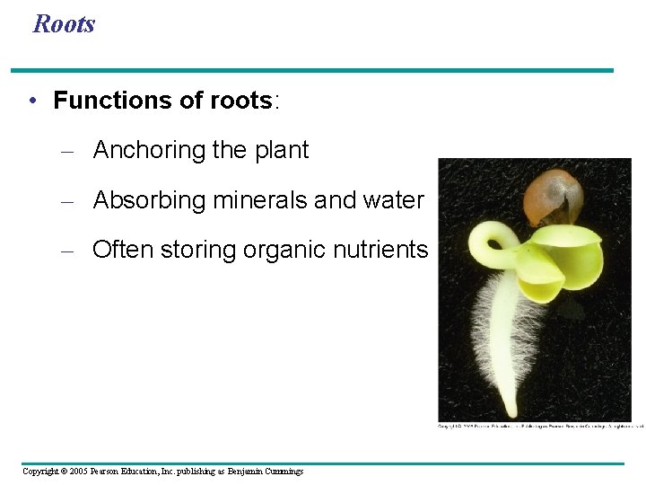 Roots • Functions of roots: – Anchoring the plant – Absorbing minerals and water