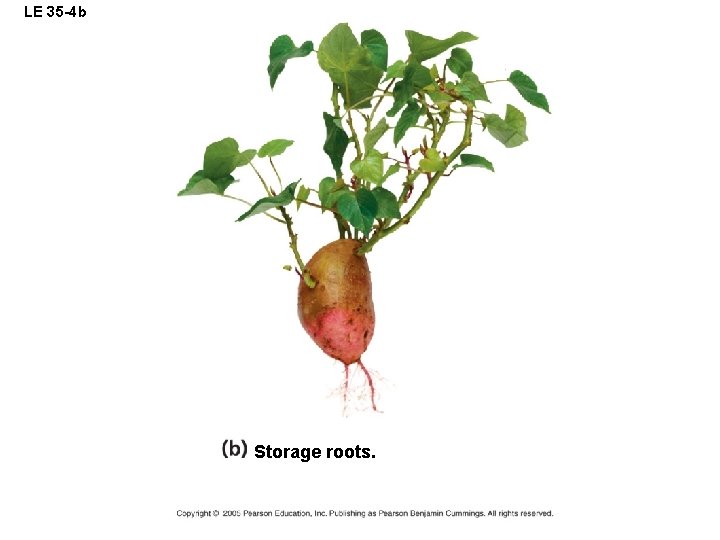 LE 35 -4 b Storage roots. 