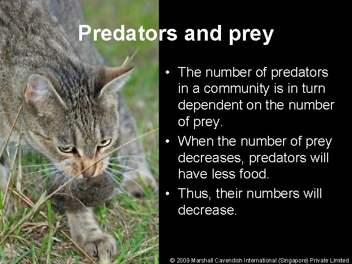 Predators and prey • The number of predators in a community is in turn