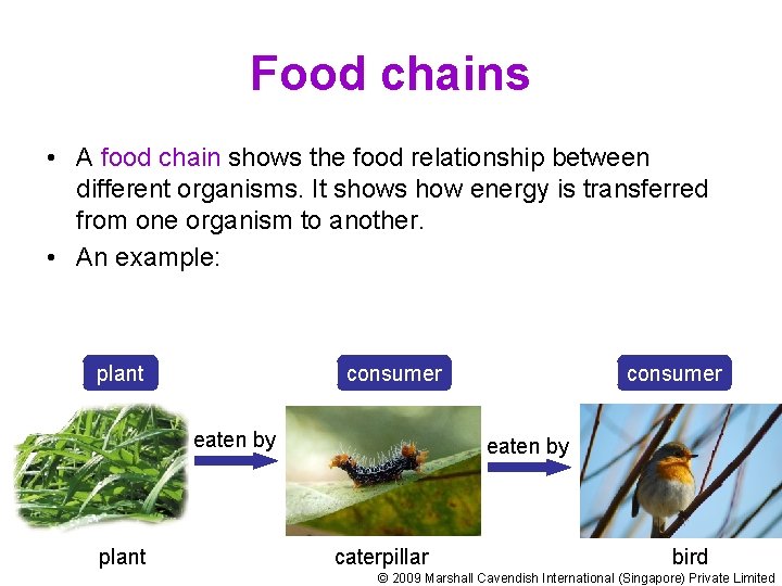 Food chains • A food chain shows the food relationship between different organisms. It