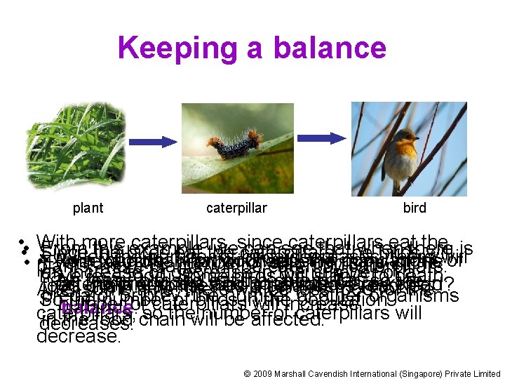 Keeping a balance plant • • caterpillar bird With more caterpillars, since caterpillars eatthere