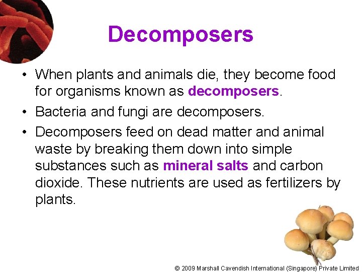 Decomposers • When plants and animals die, they become food for organisms known as