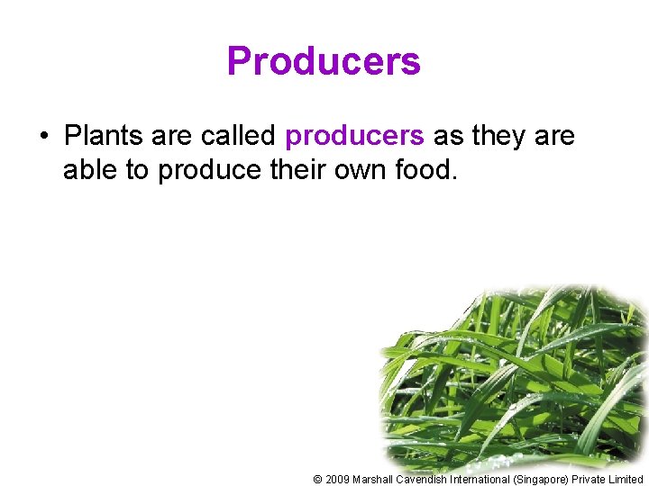 Producers • Plants are called producers as they are able to produce their own