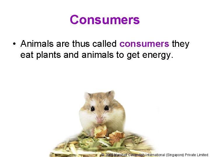 Consumers • Animals are thus called consumers they eat plants and animals to get