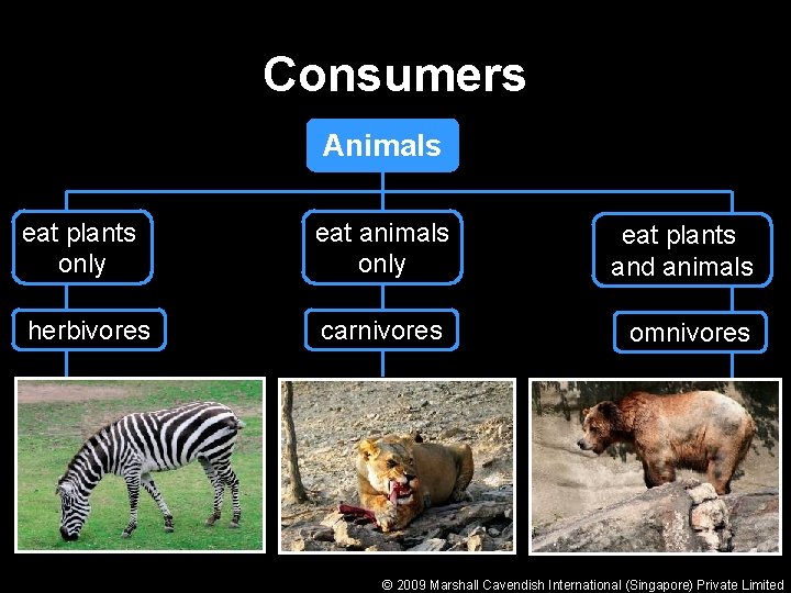 Consumers Animals eat plants only eat animals only eat plants and animals herbivores carnivores