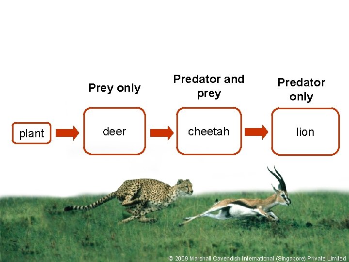 plant Prey only Predator and prey deer cheetah Predator only lion © 2009 Marshall