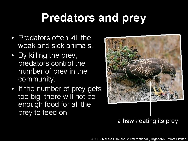 Predators and prey • Predators often kill the weak and sick animals. • By