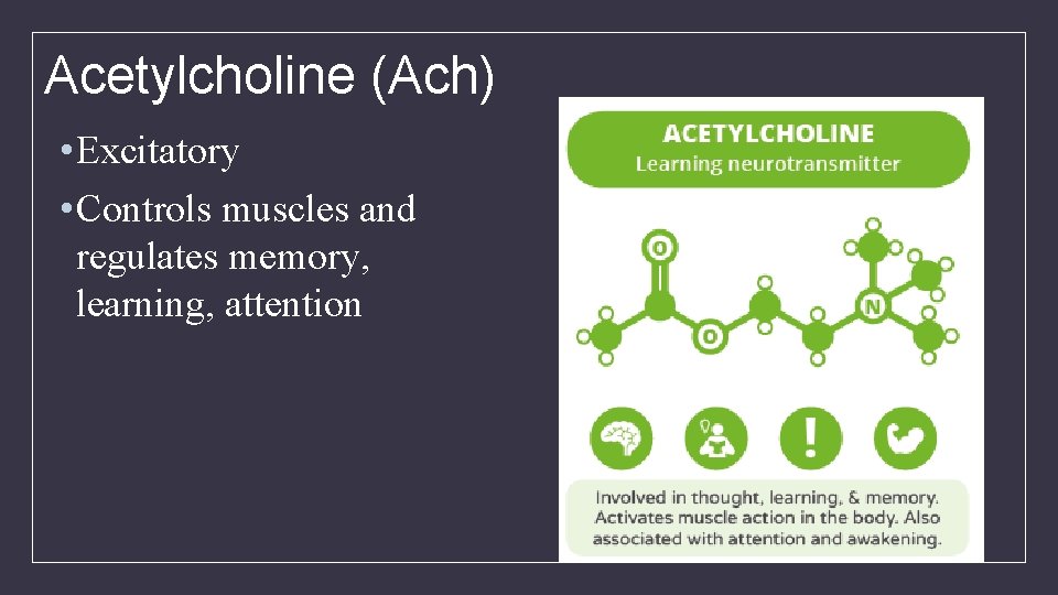 Acetylcholine (Ach) • Excitatory • Controls muscles and regulates memory, learning, attention 