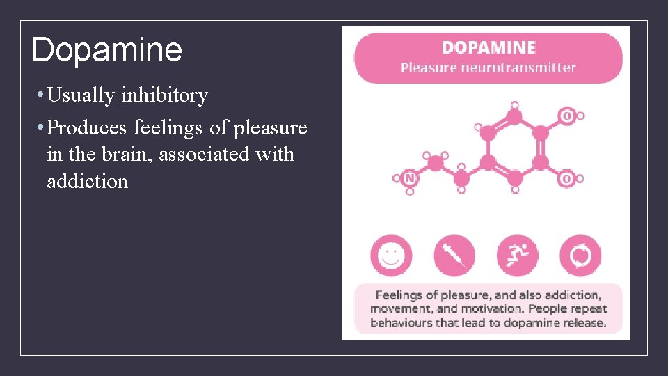 Dopamine • Usually inhibitory • Produces feelings of pleasure in the brain, associated with