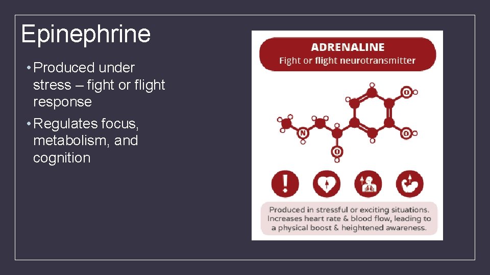 Epinephrine • Produced under stress – fight or flight response • Regulates focus, metabolism,