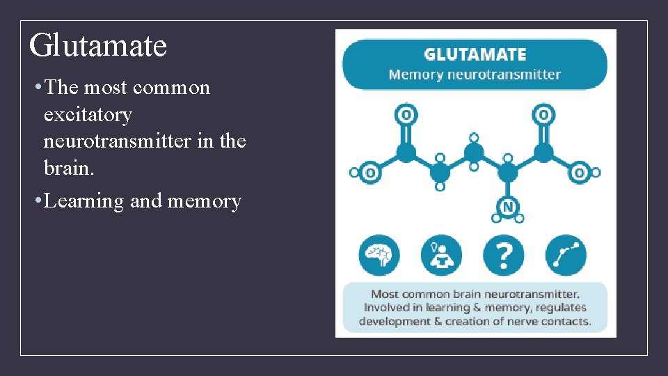 Glutamate • The most common excitatory neurotransmitter in the brain. • Learning and memory