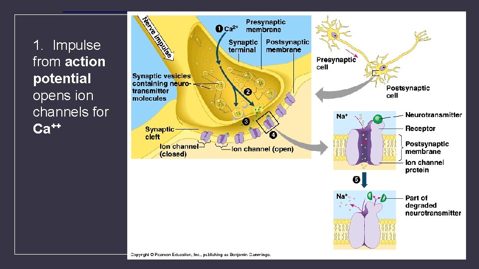 1. Impulse from action potential opens ion channels for Ca++ 