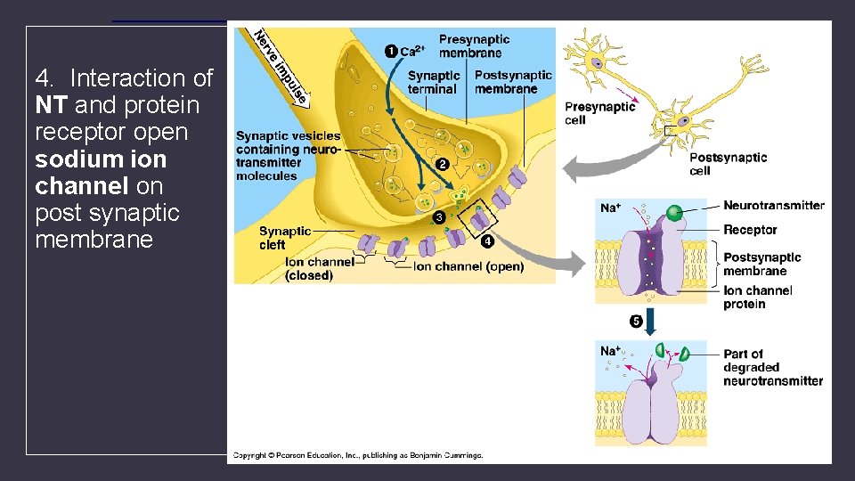 4. Interaction of NT and protein receptor open sodium ion channel on post synaptic