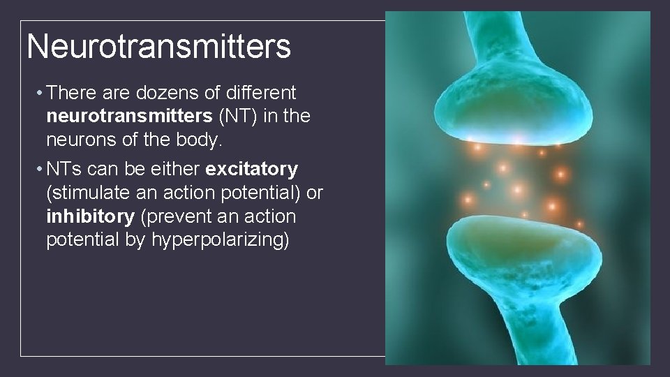 Neurotransmitters • There are dozens of different neurotransmitters (NT) in the neurons of the