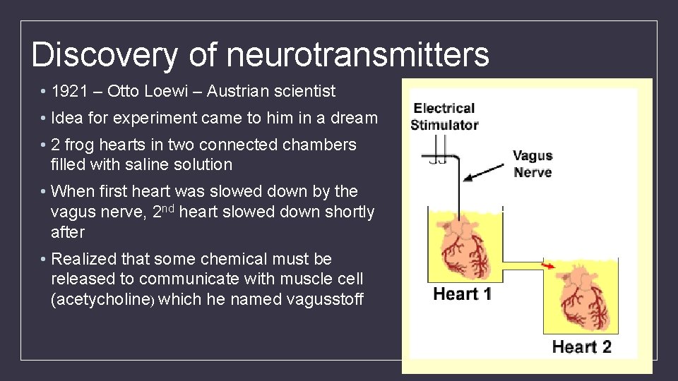 Discovery of neurotransmitters • 1921 – Otto Loewi – Austrian scientist • Idea for