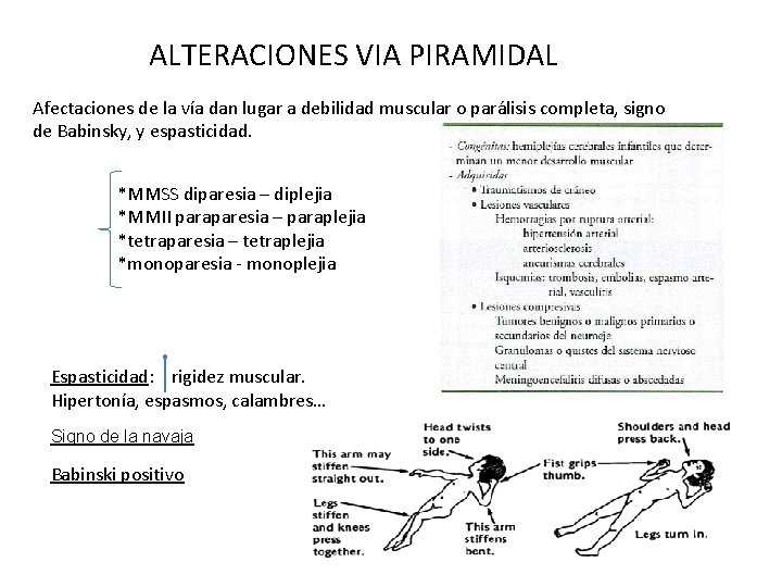 ALTERACIONES VIA PIRAMIDAL Afectaciones de la vía dan lugar a debilidad muscular o parálisis