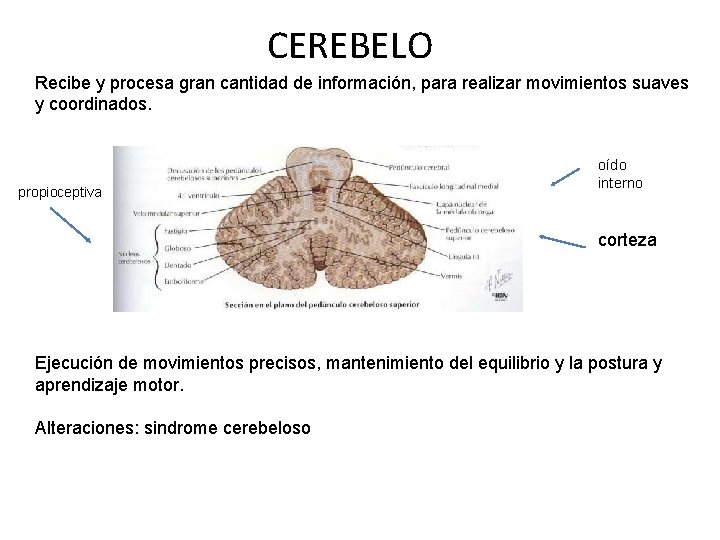 CEREBELO Recibe y procesa gran cantidad de información, para realizar movimientos suaves y coordinados.