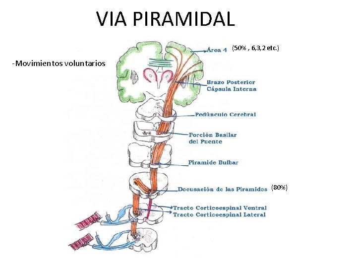 VIA PIRAMIDAL (50% , 6, 3, 2 etc. ) -Movimientos voluntarios (80%) 