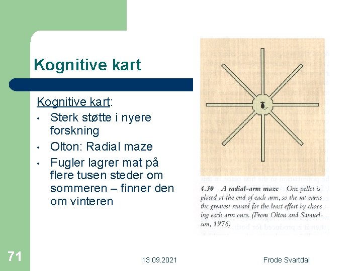 Kognitive kart: • Sterk støtte i nyere forskning • Olton: Radial maze • Fugler