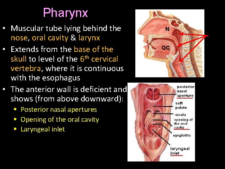 Pharynx • Muscular tube lying behind the nose, oral cavity & larynx • Extends