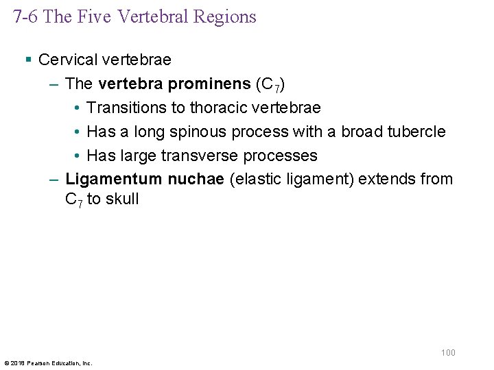 7 -6 The Five Vertebral Regions § Cervical vertebrae – The vertebra prominens (C