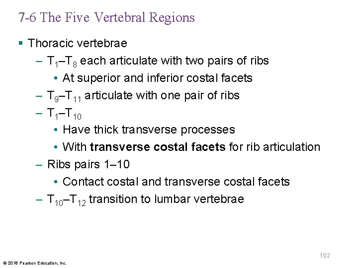 7 -6 The Five Vertebral Regions § Thoracic vertebrae – T 1–T 8 each
