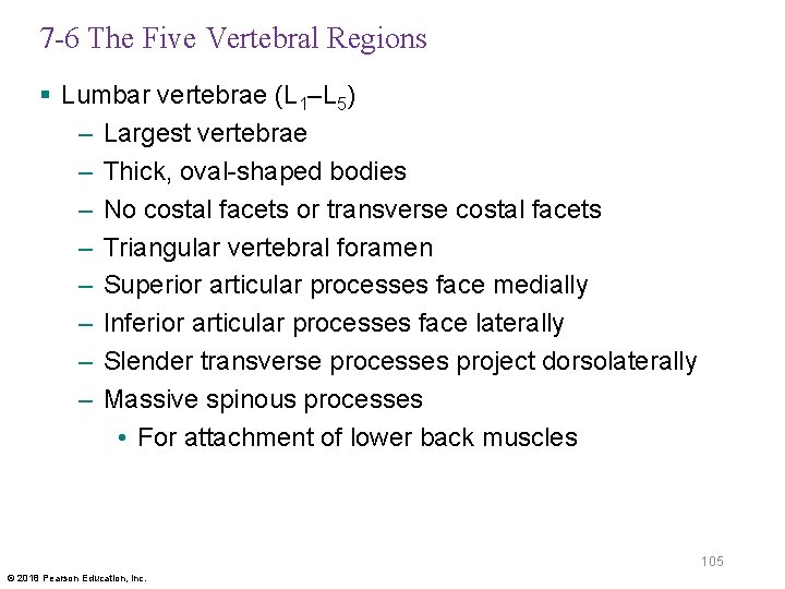 7 -6 The Five Vertebral Regions § Lumbar vertebrae (L 1–L 5) – Largest
