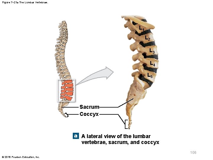 Figure 7– 21 a The Lumbar Vertebrae. L 1 L 2 L 3 L