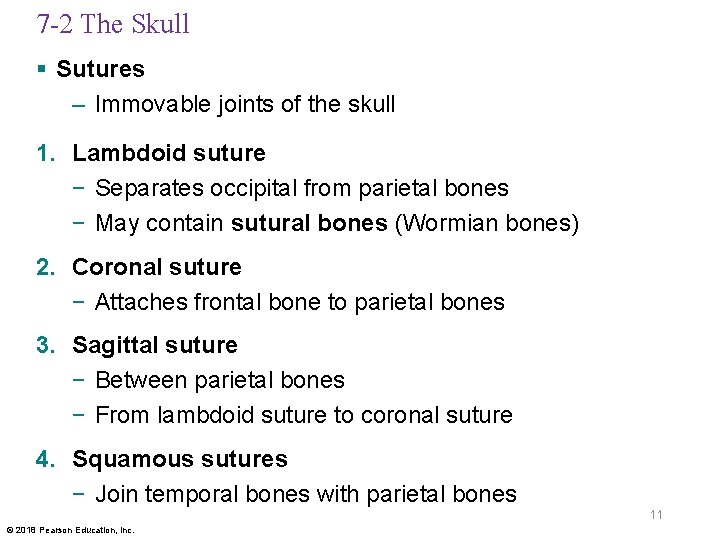 7 -2 The Skull § Sutures – Immovable joints of the skull 1. Lambdoid