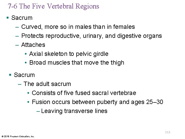 7 -6 The Five Vertebral Regions § Sacrum – Curved, more so in males