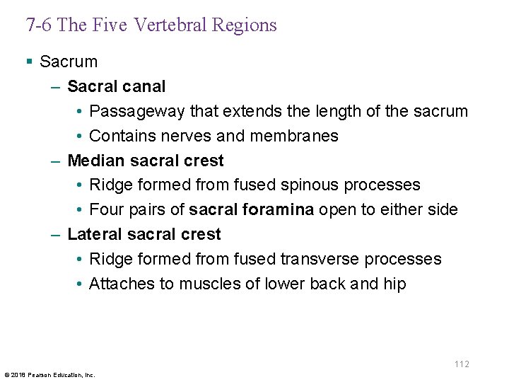 7 -6 The Five Vertebral Regions § Sacrum – Sacral canal • Passageway that