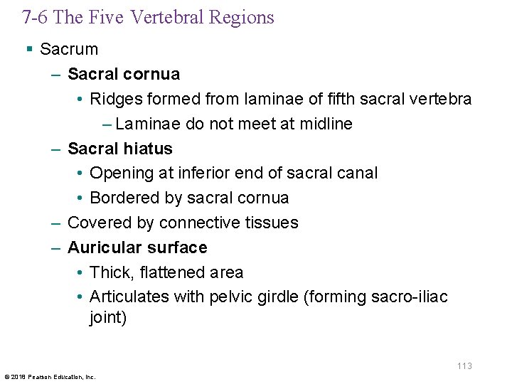7 -6 The Five Vertebral Regions § Sacrum – Sacral cornua • Ridges formed