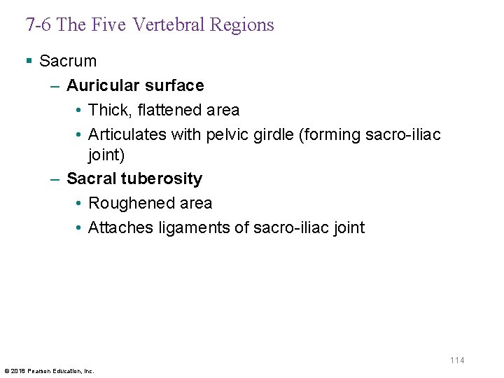 7 -6 The Five Vertebral Regions § Sacrum – Auricular surface • Thick, flattened