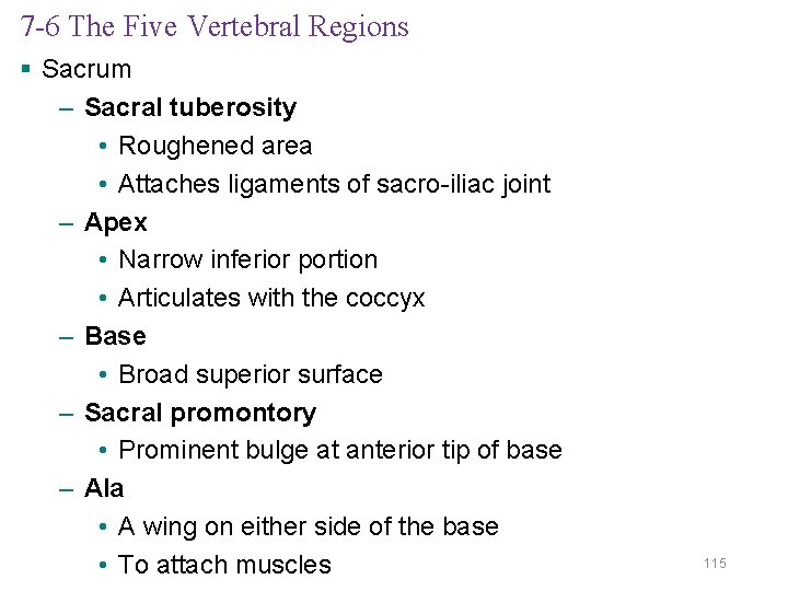 7 -6 The Five Vertebral Regions § Sacrum – Sacral tuberosity • Roughened area