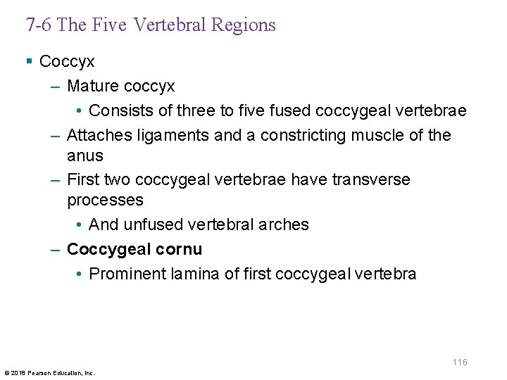 7 -6 The Five Vertebral Regions § Coccyx – Mature coccyx • Consists of